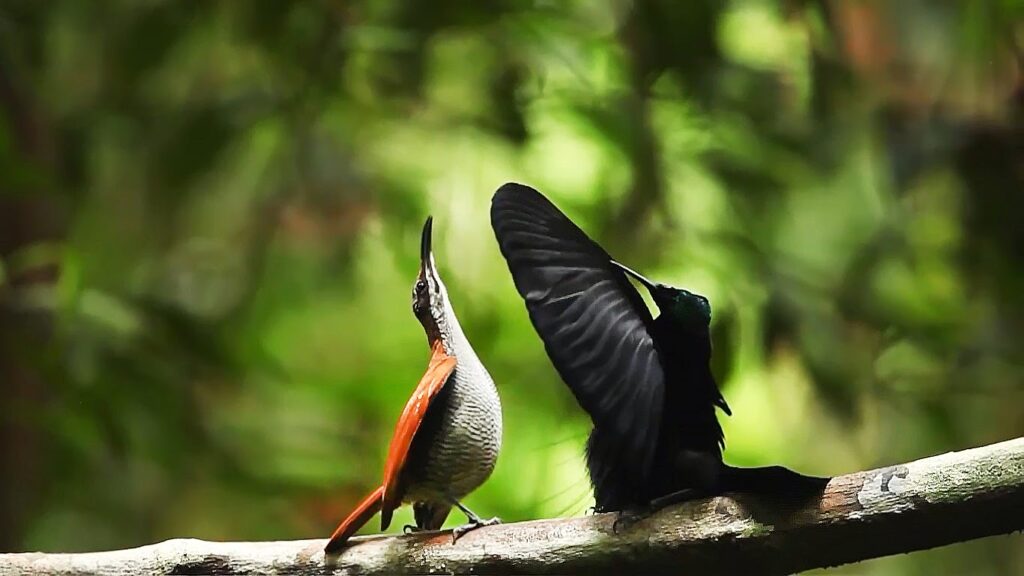 Two colorful birds dancing in the wilderness